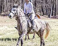dappled-mustang-horse