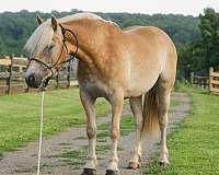 available-haflinger-horse