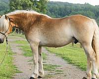 best-friend-haflinger-horse