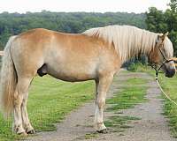 chance-haflinger-horse