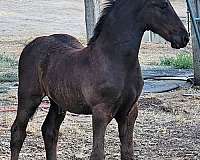 none-horse
