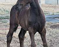 app-friesian-horse