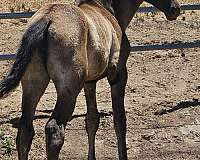 smokey-black-andalusian-for-sale