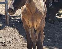working-equitation-broodmare