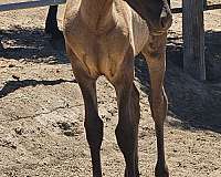 black-ancce-pre-filly