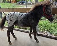 4-hand-appaloosa-colt