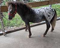 4-hand-appaloosa-horse