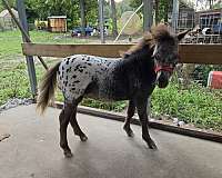 buckskin-appaloosa-miniature-colt-weanling