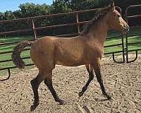 morgan-horse-for-sale