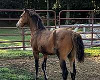 morgan-horse