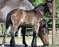 bay-tennessee-walking-filly