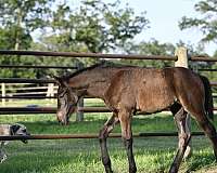 bay-twhbea-filly