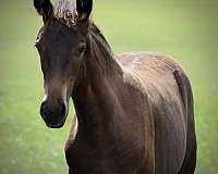 bay-twhbea-horse