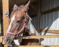 paint-mare