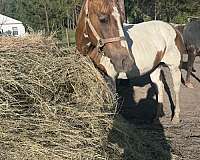 paint-horse-for-sale