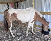 paint-horse