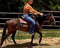 fun-personality-paso-fino-horse