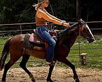 horse-sale-paso-fino
