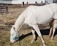 blue-eyed-quarter-horse