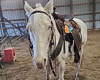 ridden-western-quarter-horse