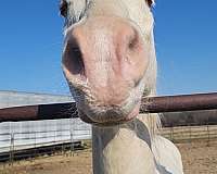 trail-quarter-horse