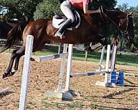 show-jumping-mare-broodmare