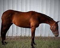 thoroughbred-mare