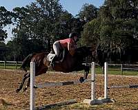 thoroughbred-horse-for-sale