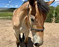 bay-roan-draft-filly