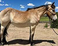 bay-roan-mealy-horse