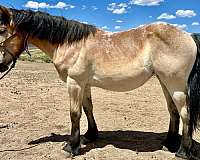 mealy-horse