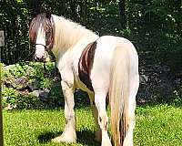 gypsy-vanner-colt