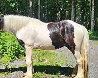 gypsy-vanner-horse-for-sale