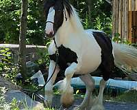 gypsy-vanner-horse