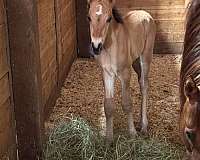 blue-roan-draft-filly-mare