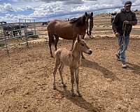 aqha-dun-draft-horse