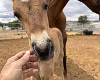 aqha-filly-draft-horse