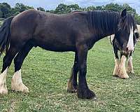 gypsy-vanner-colt