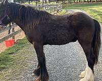 gypsy-vanner-horse-for-sale