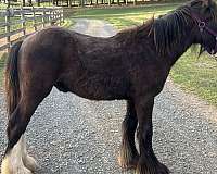 gypsy-vanner-horse