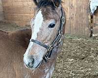 grey-mule-filly