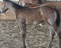 grey-mule-broodmare