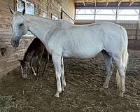 grey-mule-yearling