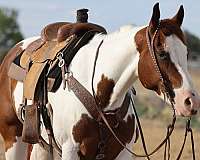 all-around-paint-horse
