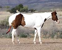athletic-paint-horse