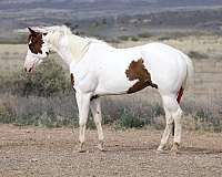 barrel-paint-horse