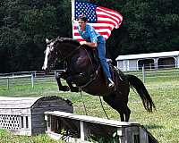 all-around-percheron-horse