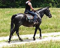 beginner-percheron-horse