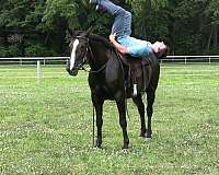 black-stripe-horse