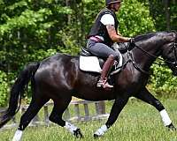 draft-percheron-horse